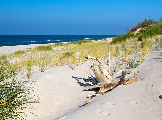 Wydmy ruchome z widokiem na Morze Bałtyckie